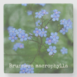 Brunnera macrophylla stenunderlägg