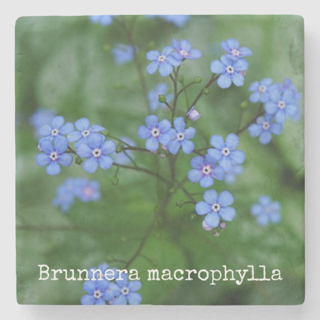 Brunnera macrophylla stenunderlägg (Framsidan)