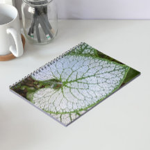 Brunnera Macrophylla Växtblad Blommig