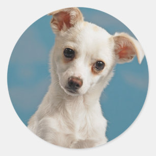 Bruno Chihuahua Puppy Runt Klistermärke