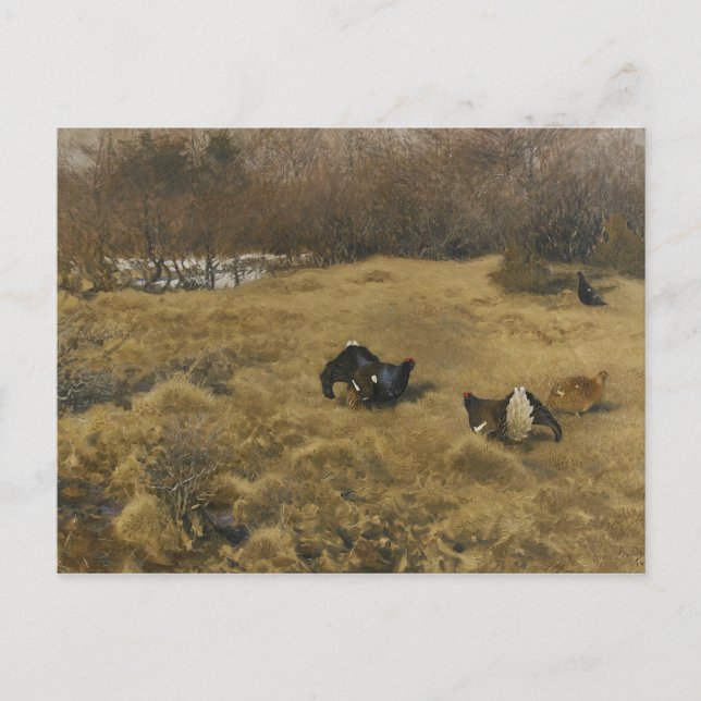 Bruno Liljefors - Black Grouse Display Vykort (Framsida)