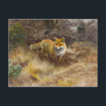 Bruno Liljefors - Fox och Liggande Vykort<br><div class="desc">Bruno Liljefors - Fox and Ligcape - 1915 - oljemålning</div>