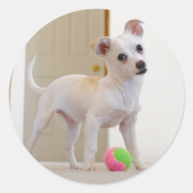 Bruno Runt Klistermärke (Framsida)