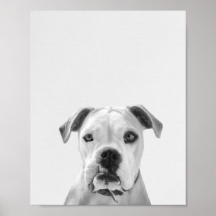Bruno the American Bulldog Poster