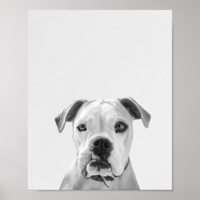 Bruno the American Bulldog Poster (Framsidan)