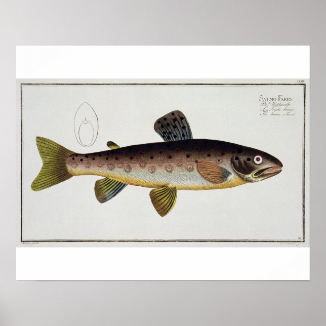 Brunöring (Salmo Iasustris) platta XXIII från "Ic Poster (Framsidan)