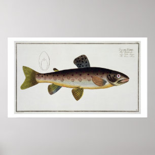 Brunöring (Salmo Iasustris) platta XXIII från "Ic Poster