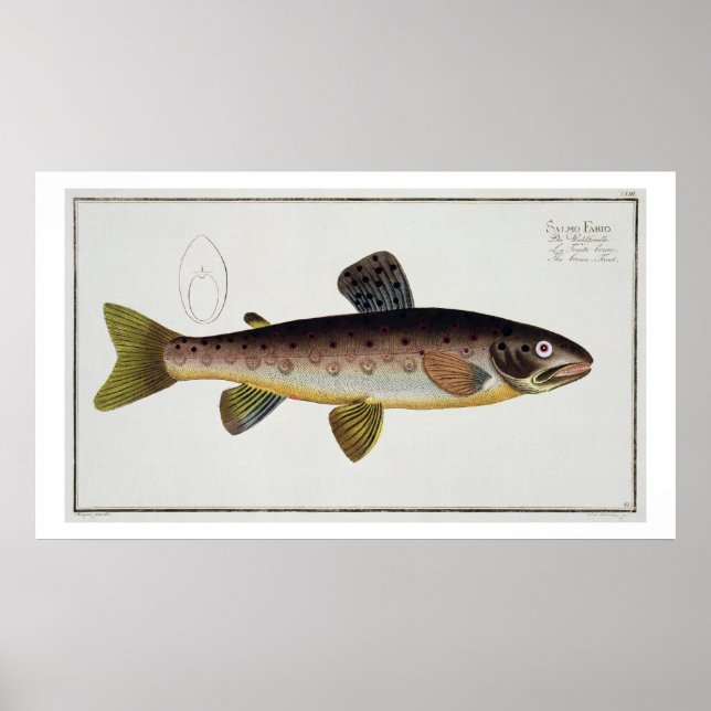 Brunöring (Salmo Iasustris) platta XXIII från "Ic Poster (Framsidan)