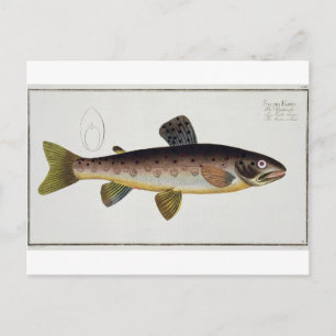 Brunöring (Salmo Iasustris) platta XXIII från "Ic Vykort