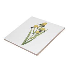 brunt-blommad iris (Irissqualens) vid Redouté Kakelplatta