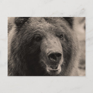 Brunt foto för Grizzlybjörndjurliv Vykort