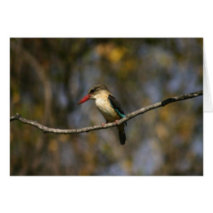 Brunt-hooded Kingfisher Hälsningskort