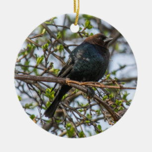 Brunt-hövdad Cowbird Julgransprydnad Keramik