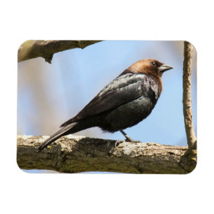 Brunt-hövdad Cowbird Magnet