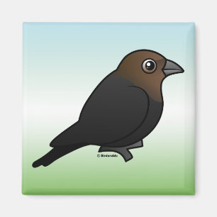 Brunt-hövdad Cowbird Magnet