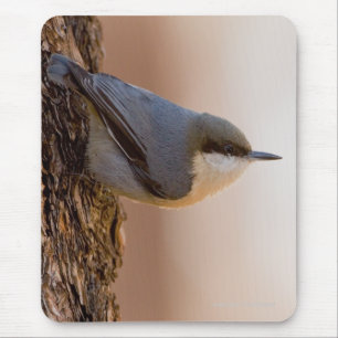 Brunt-hövdad Nuthatch Musmatta