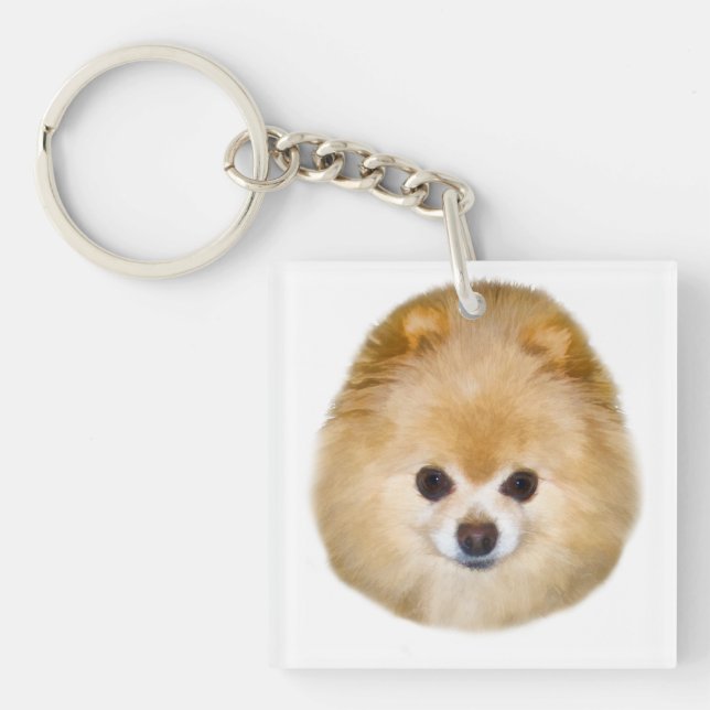 Brunt- och vitPomeranian hund (Framsidan)