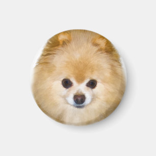 Brunt- och vitPomeranian hund Magnet