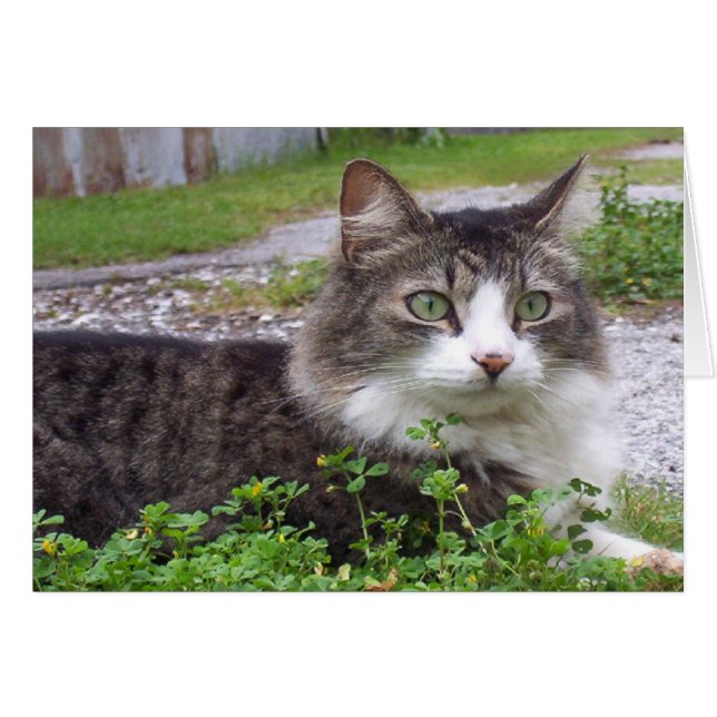 Brunt- och vittabby katt hälsningskort (Framsidan Horizontal)