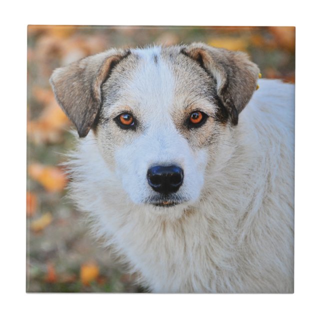 Brunt synad hund kakelplatta (Framsidan)