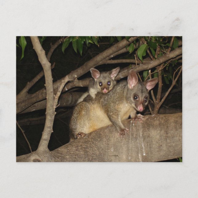 Brushtail Possummor Vykort (Framsida)