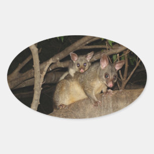 Brushtail Possumsummor Ovalt Klistermärke