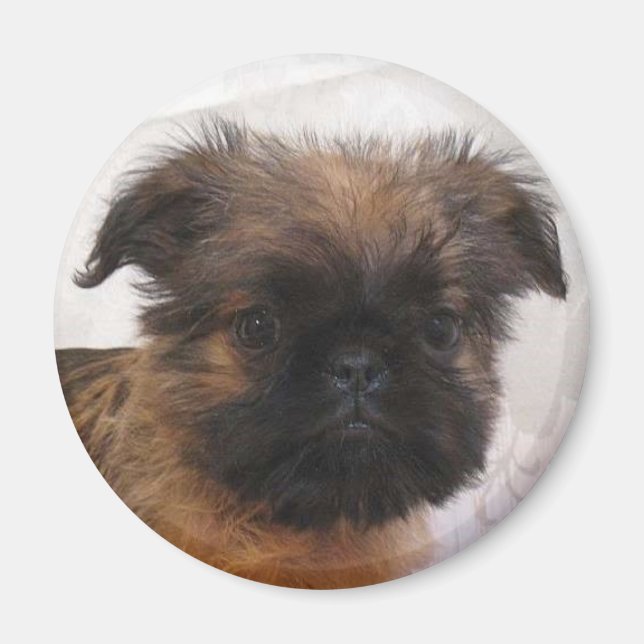 Brussell Griffon Magnet (Framsidan)