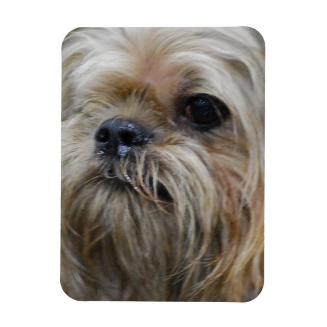 Brussels Griffon Magnet (Vertikal)