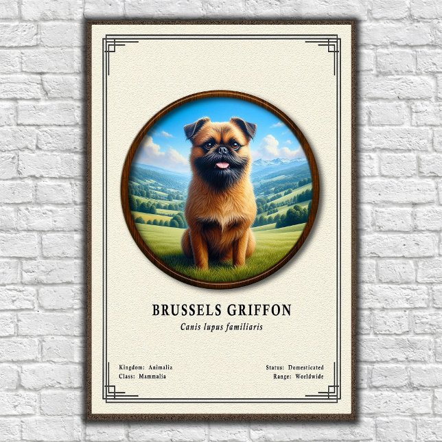 Brussels Griffon Zoologisk Serie Poster (Skapare uppladdad)
