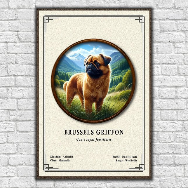Brussels Griffon Zoologisk Serie Poster (Skapare uppladdad)