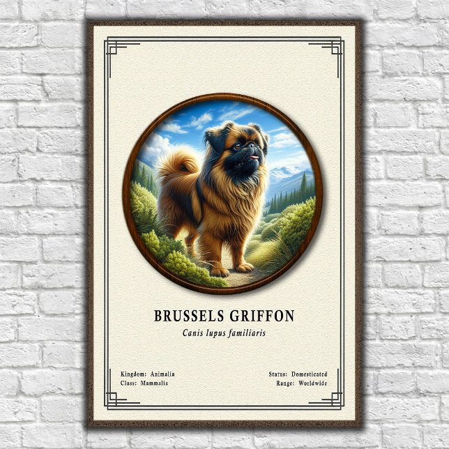 Brussels Griffon Zoologisk Serie Poster (Skapare uppladdad)