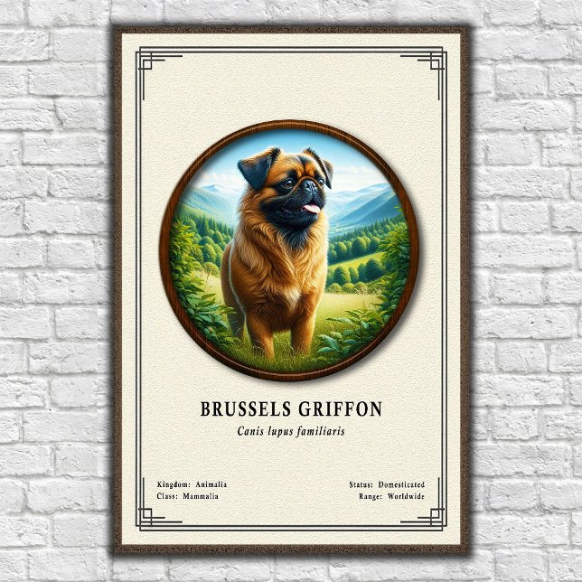 Brussels Griffon Zoologisk Serie Poster (Skapare uppladdad)