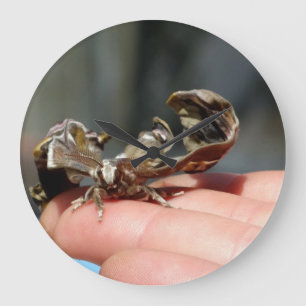 Brutal Insekt Photo Baby Butterfly Round Clock Stor Klocka