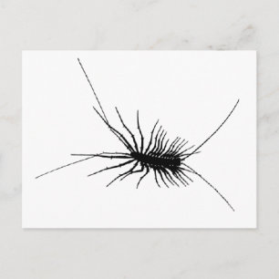 Bruttovikt för Insekten Centipede Black Scary Kryp Vykort