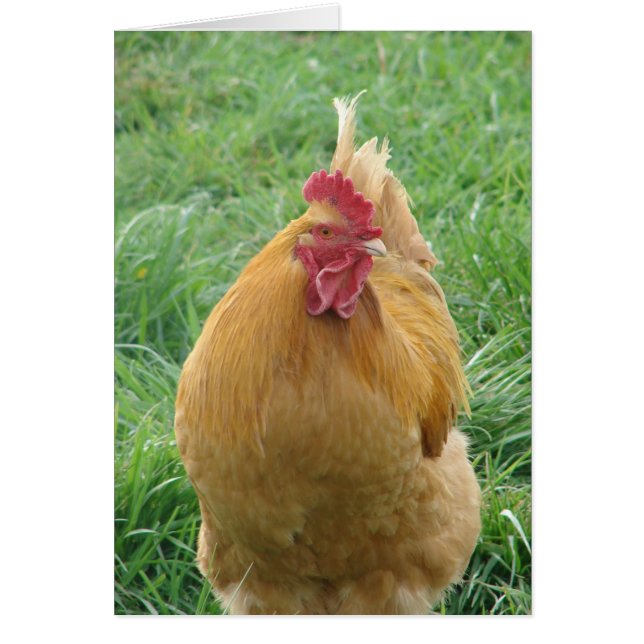 Brutus Hälsningskort (Framsidan)