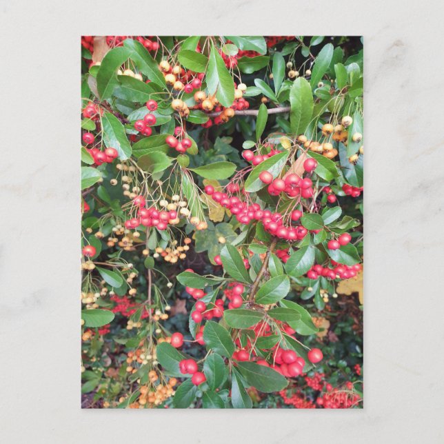 Bry i parken vykort (Framsida)