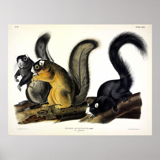 Bryant's Fox Squirrel av John James av Audubon Poster (Framsidan)