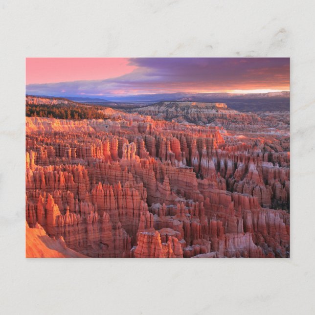 Bryce Canyon National Park Photo Postcard Vykort (Framsida)