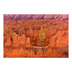Bryce Canyon National Park, Utah USA Fototryck