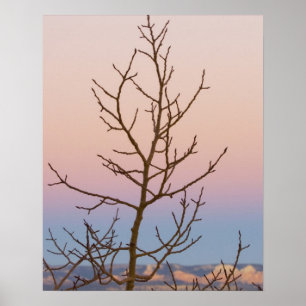 Bryce Canyon, Utah. Bare träd framför solnedgången Poster