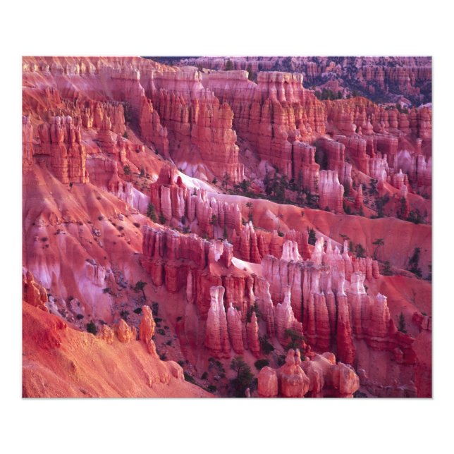 Bryce Canyon, Utah, USA Fototryck (Framsidan)