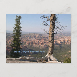 Bryce Canyon Vykort