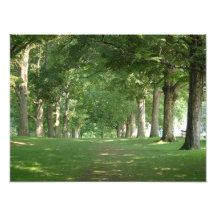 Bryn Mawr College Photo Print Senior Row träd