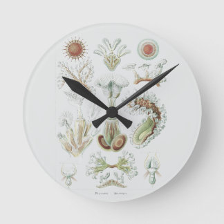 Bryozoa Coral Reef Anatomical Structures Rund Klocka