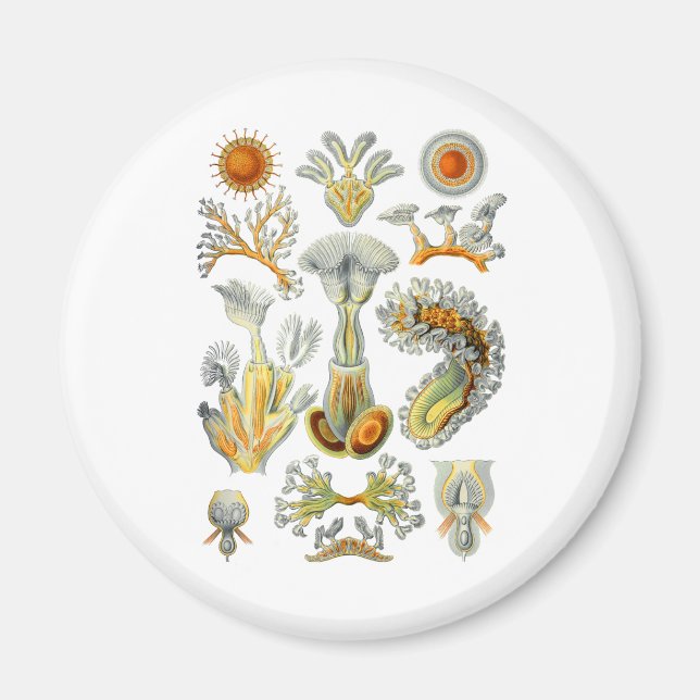 Bryozoa Magnet (Framsidan)