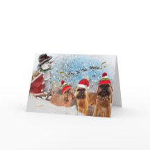 Bryssel Griffon glädje till världskorten