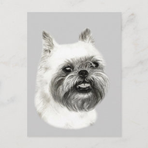 Bryssel Griffon Hund Teckning Vykort