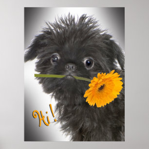 Bryssel Griffon svart med daisyn Poster