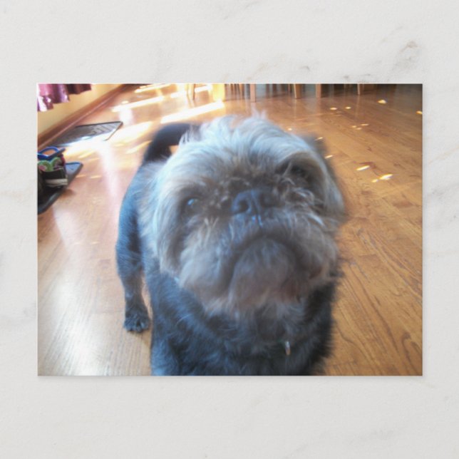 Bryssel Griffon Vykort (Framsida)