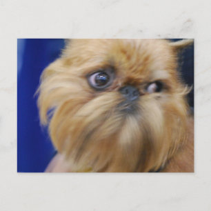 Bryssels Griffon Hund-vykort Vykort